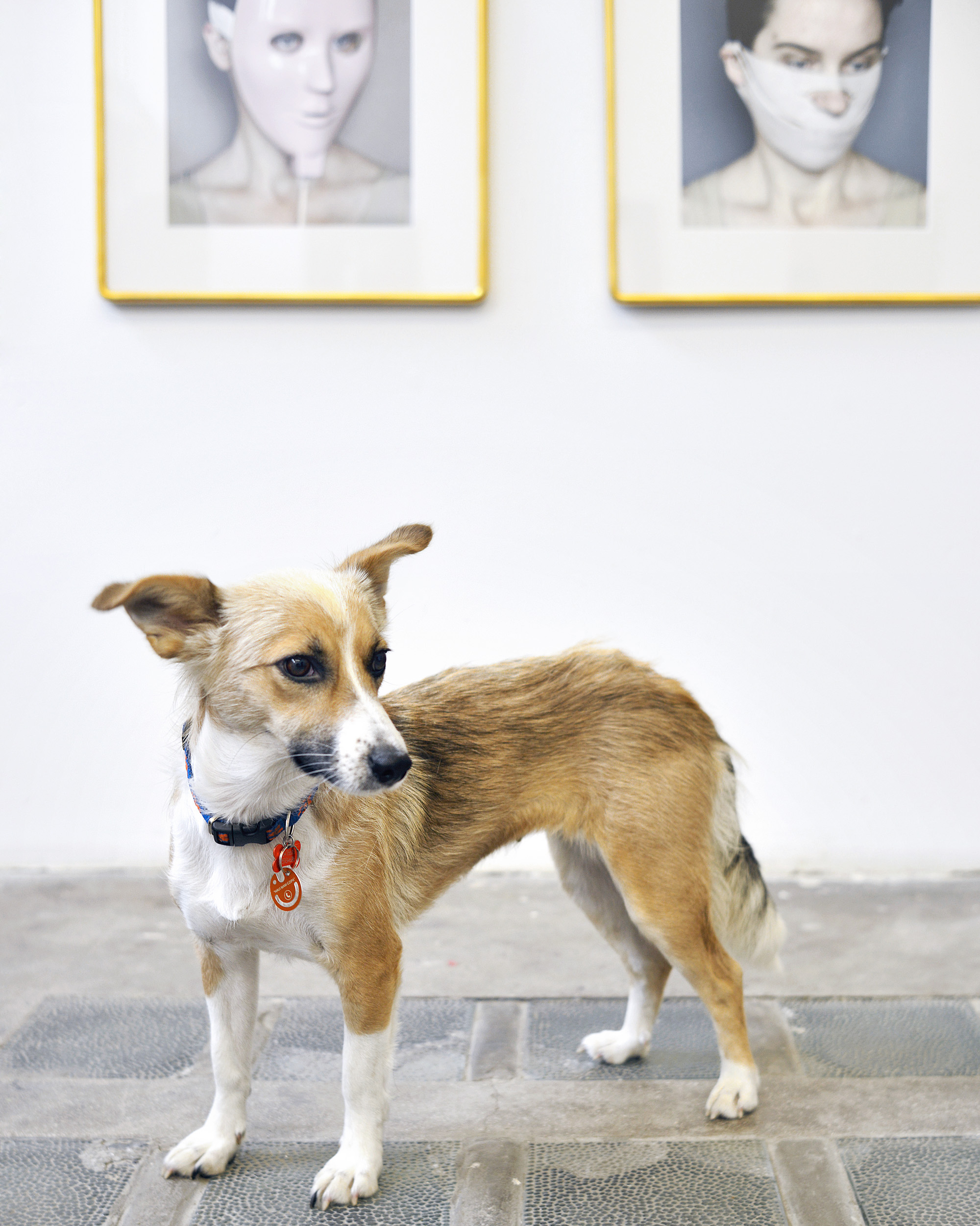 Zdjęcie psa w galerii sztuki Raster z fotografiami Anety Grzeszykowskiej w tle