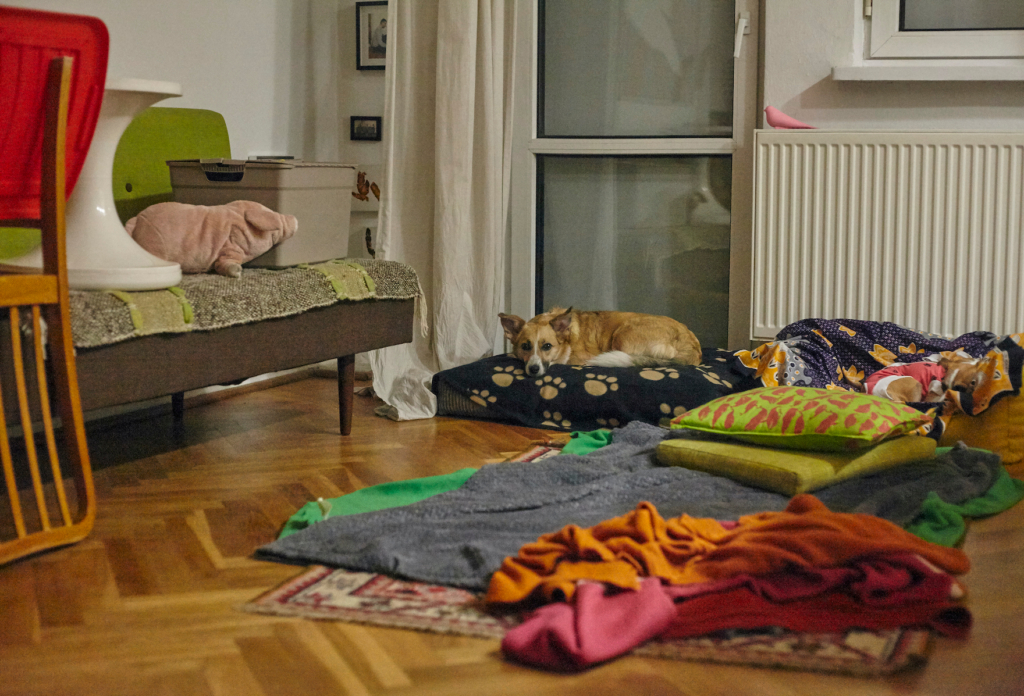 Przygotowanie mieszkania na zabieg kastracji psa – na zdjęciu widać salon, na podłodze leżą koce i legowiska, kanapa zablokowana jest krzesłem