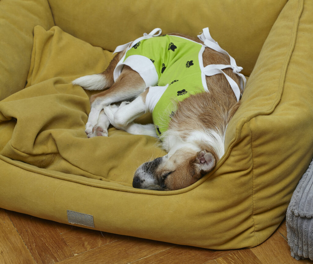 Zdjęcie psa w zielonym kubraczku pooperacyjnym, śpiącego na żółtym legowisku po zabiegu kastracji