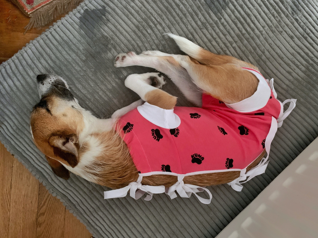 pies w różowym ubranku pooperacyjnym leży na legowisku