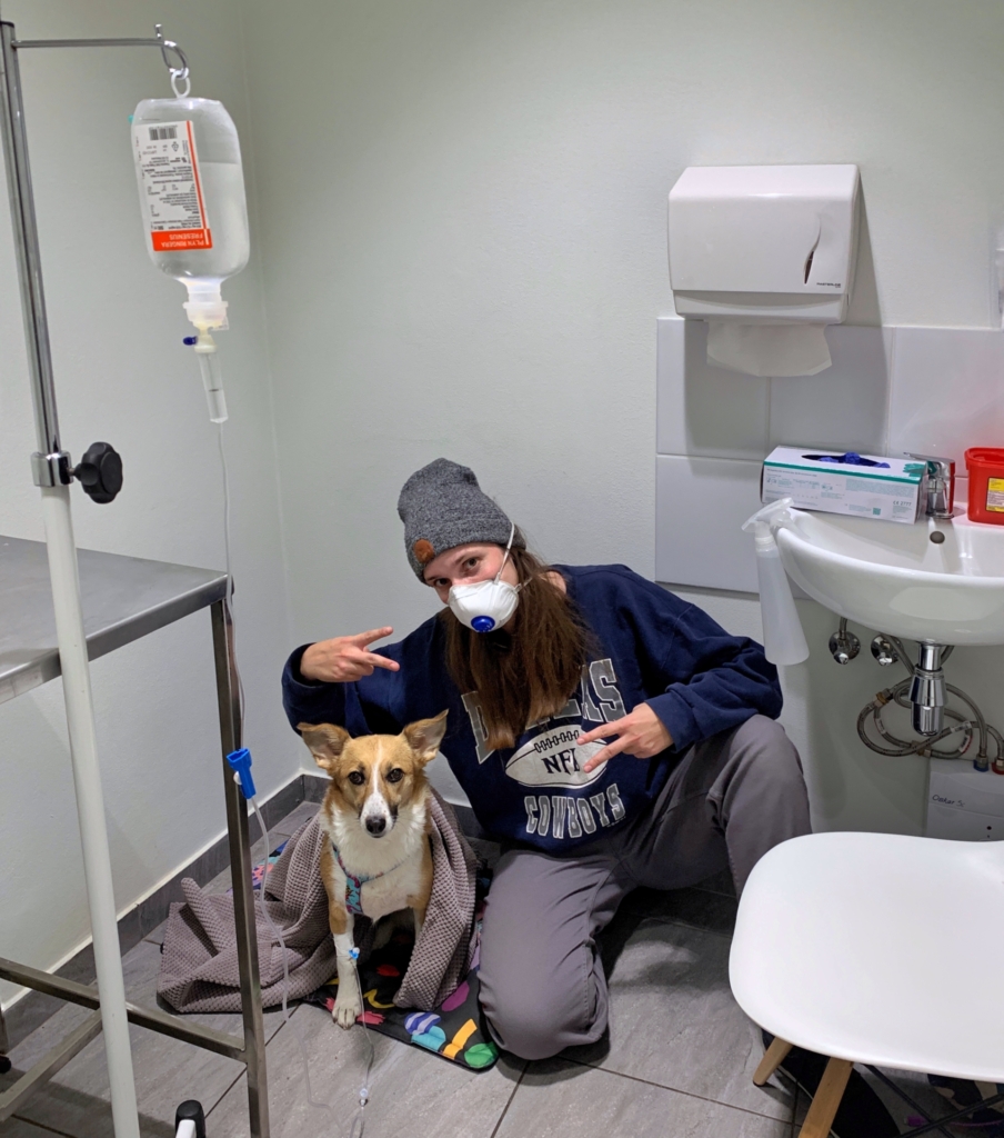 Wizyta u weterynarza, pies ma podawane kroplówki