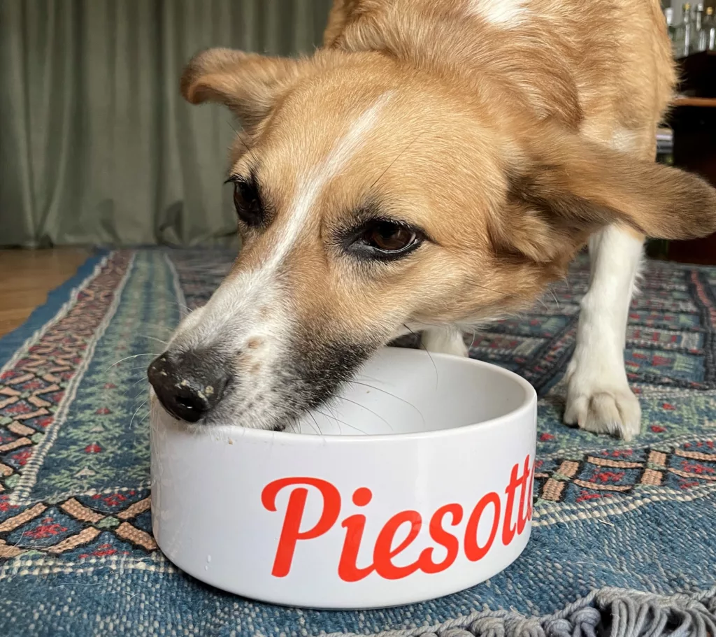 Zdjęcie psa jedzącego catering dla psa z miski z napisem Piesotto