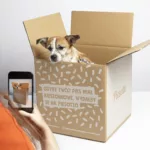 Zdjęcie psa siedzącego w pudełku z dostawą cateringu dla psów Piesotto